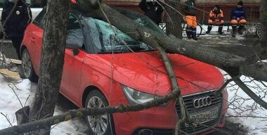 Столичные чиновники «решили» проблему падающих на автомобили деревьев чудо-датчиками
