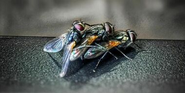 Фото: flickr.com (ok.niolex)