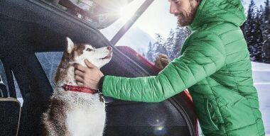 Как правильно перевозить домашних животных зимой?