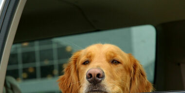 Фото severstolici.ru