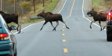 Фото pressherald.com