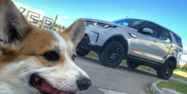 Land Rover создал автомобили для собак