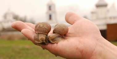 Переславль-Залесский: пообедать под куполами