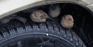 Гаишники начали проверять зимнюю резину