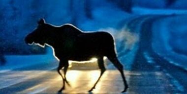 Что делать, если сбил кабана или лося?