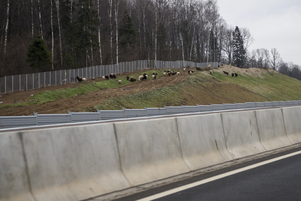 Умник: На 47 км ЦКАД-3 пасутся козы, забавно