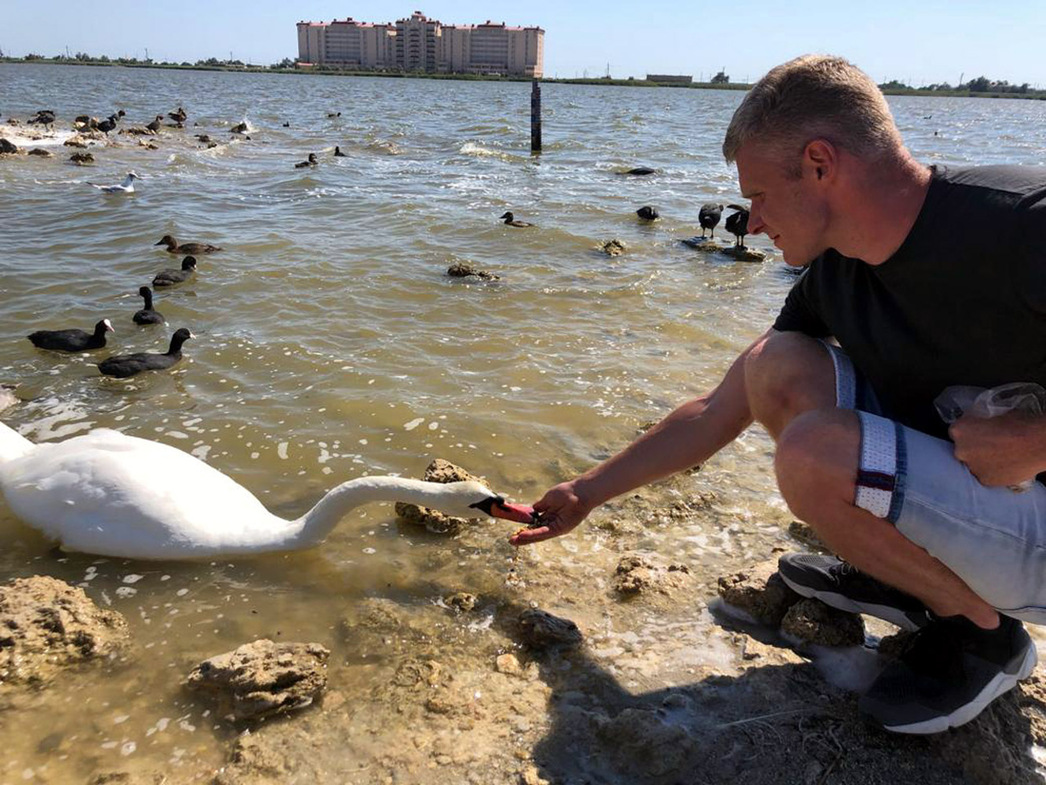 Клюв у лебедей очень шершавый и когда птичка с ладони забирает корм, чувство, будто она хочет откусить руку по локоть.