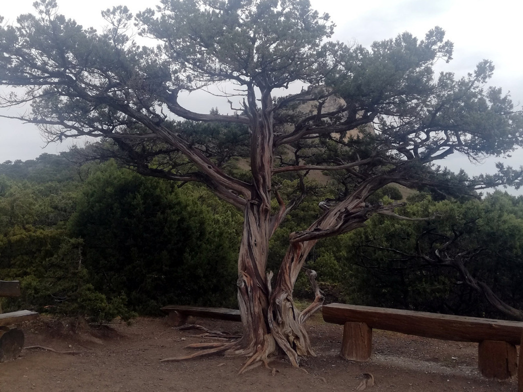 Идти на прогулку по тропе с маленьким детьми не стоит. Дорога постоянно идет то круто верх, то так же круто вниз.