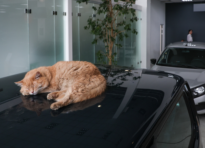 Изображение Эксперт напомнил, какие правила нужно соблюдать при перевозке животных в авто