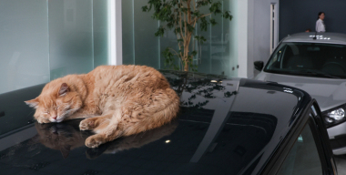 Эксперт напомнил, какие правила нужно соблюдать при перевозке животных в авто