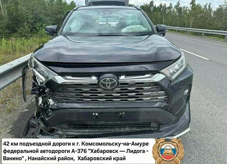 Изображение Автомобиль насмерть сбил медведя в Хабаровском крае