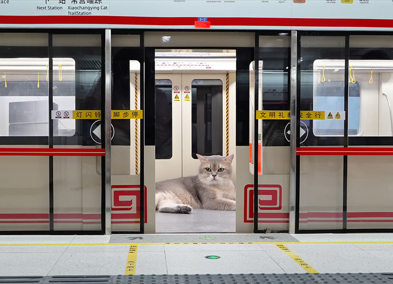 Изображение Инженер создал полноценное и рабочее метро для кошек