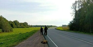 В Башкирии разыскивают водителя, который насмерть сбил медвежонка на трассе