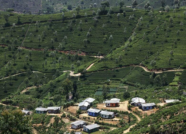 Изображение Автобус упал в пропасть на Шри-Ланке, 15 человек погибли и 16 получили травмы