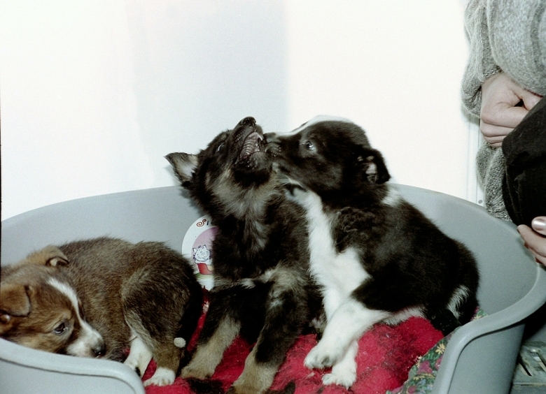 Изображение Водитель мусоровоза спас новорожденных щенят от гибели в Архангельской области