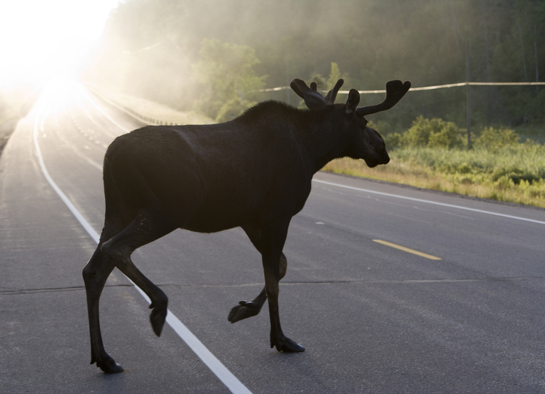 Изображение Столкновение с лосем привело к гибели водителя в Башкирии
