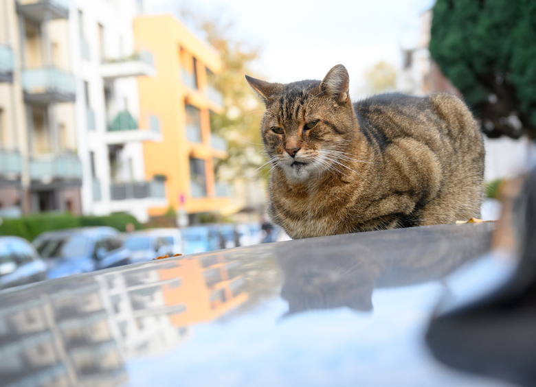 Изображение Домашний кот присоединился к отпуску хозяев, зацепившись за крышу фургона