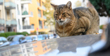 Домашний кот присоединился к отпуску хозяев, зацепившись за крышу фургона