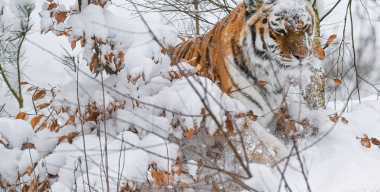Амурский тигр атаковал автомобиль, помешавший его обеду