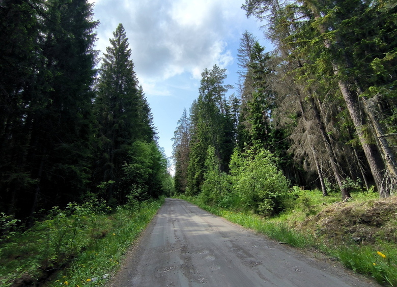 Изображение Тело пропавшего после ДТП дальнобойщика нашли в лесу в Челябинской области
