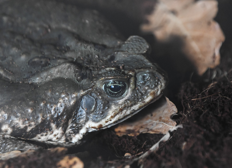 Изображение Активисты запустили кампанию по спасению жаб на автомобильных дорогах
