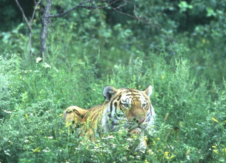 Изображение Тигр не пустил водителя на АЗС в Приморском крае