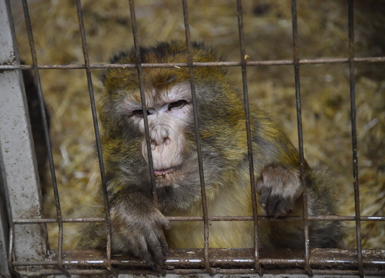 Изображение Обезьяны, зараженные опасными инфекциями, сбежали из перевернувшегося грузовика