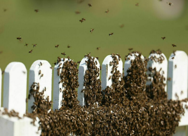Изображение Из перевернувшегося грузовика на волю вырвались миллионы пчел