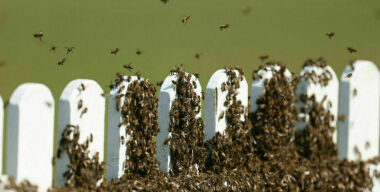 Из перевернувшегося грузовика на волю вырвались миллионы пчел