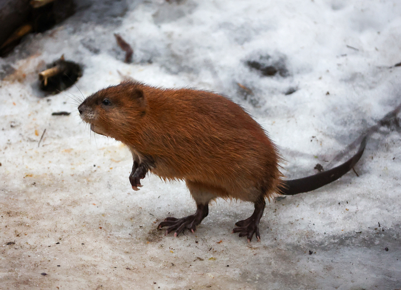 Изображение Крысы атаковали автомобили россиян после похолодания