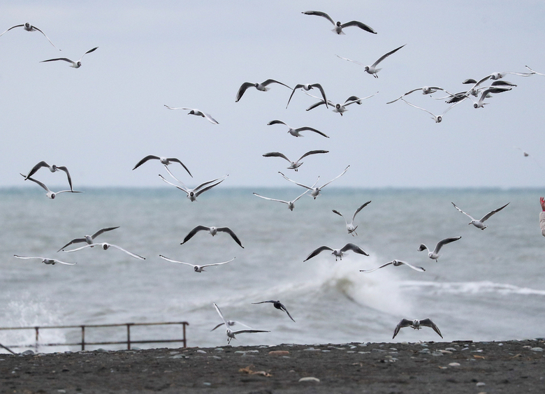 Изображение Моллюск упал с неба и разбил лобовое стекло машины офицера природных ресурсов