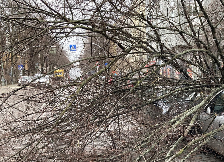 Изображение Упавшее дерево раздавило автомобиль на парковке в Москве
