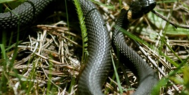 Фото: Valery Lukyanov/globallookpress.com