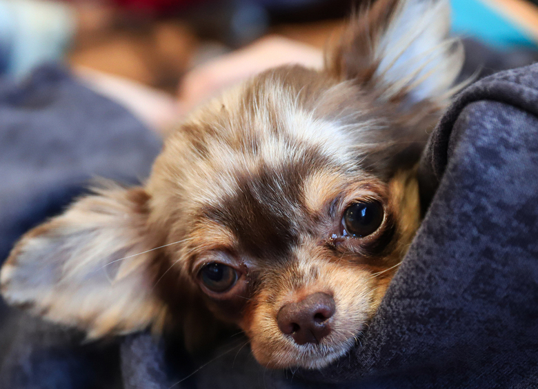 Изображение Россиянка заперла чихуахуа в машине в жару, и теперь ей грозит спецтюрьма