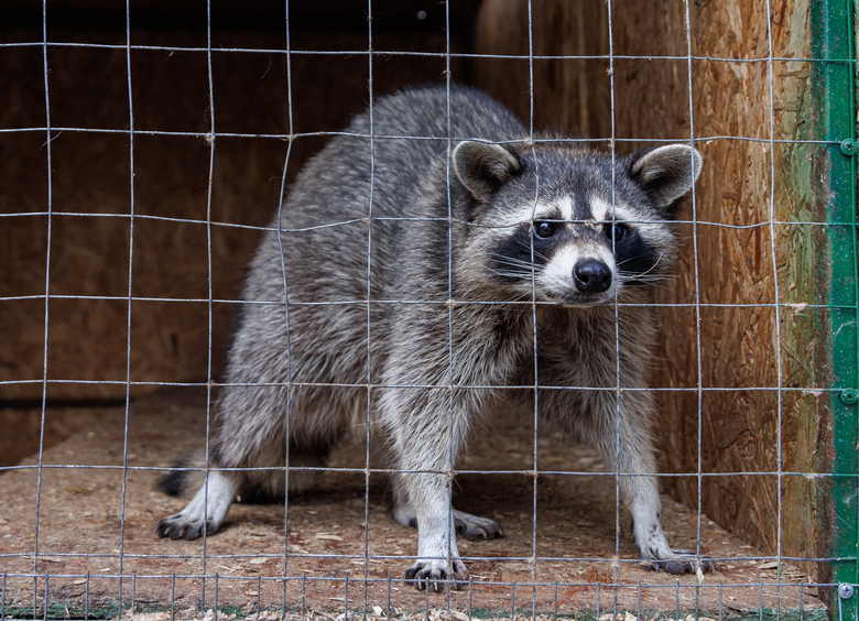 Изображение Американский енот попал в Белоруссию в автомобильном контейнере