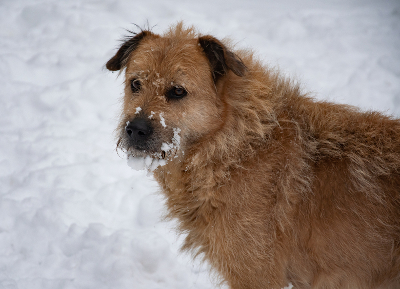 Изображение Домашнюю собаку сбила машина, и теперь хозяйка пса заплатит штраф