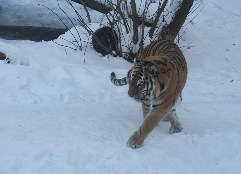 Изображение Амурские тигры вышли на заснеженную дорогу перед машиной в Приморье