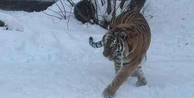 Амурские тигры вышли на заснеженную дорогу перед машиной в Приморье