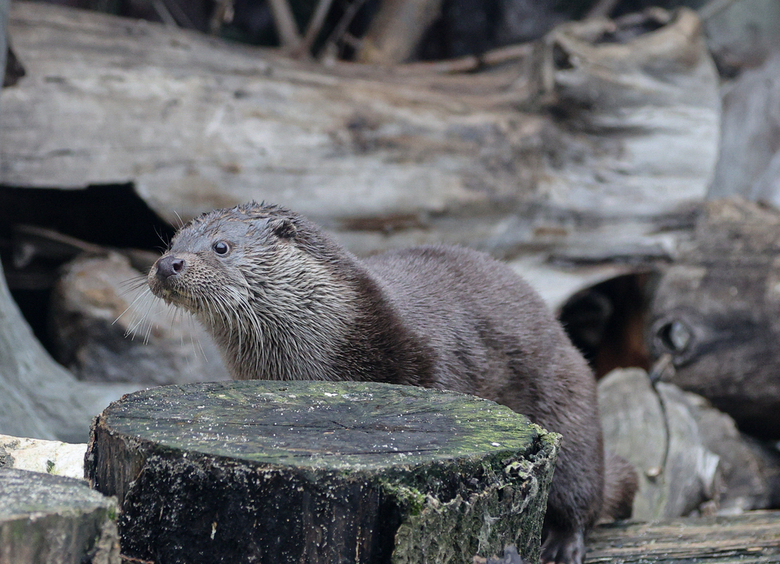Изображение Выдры атаковали портовый склад автомобилей