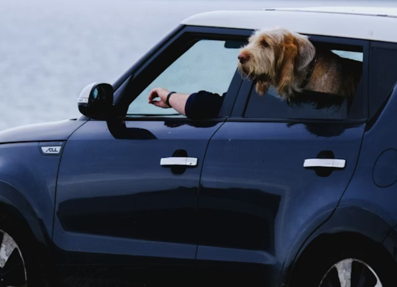 Пес и кот: все, что нужно знать о путешествии на авто с любимым питомцем