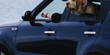 Пес и кот: все, что нужно знать о путешествии на авто с любимым питомцем