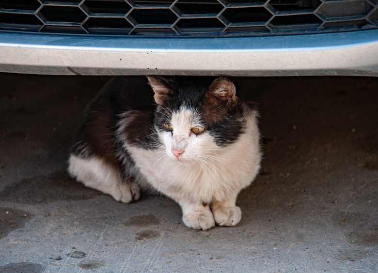 Изображение В Подмосковье кот выжил после опасной поездки под капотом авто