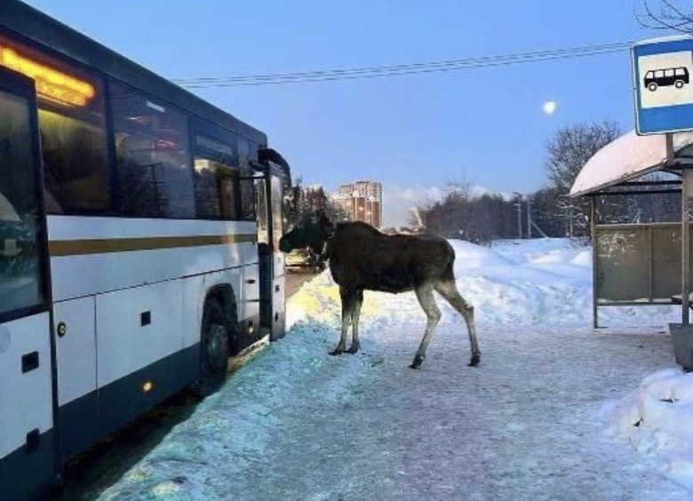 Изображение Лось попытался сесть в автобус вместе с пассажирами в Подмосковье