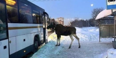 Фото: телеграм-канал Госавтоинспекция России