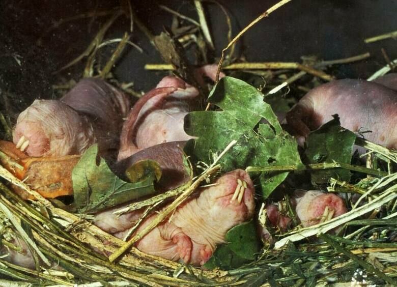 Изображение В Магадане автомобиль загорелся из-за крысиного гнезда в подкапотном пространстве