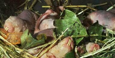 В Магадане автомобиль загорелся из-за крысиного гнезда в подкапотном пространстве