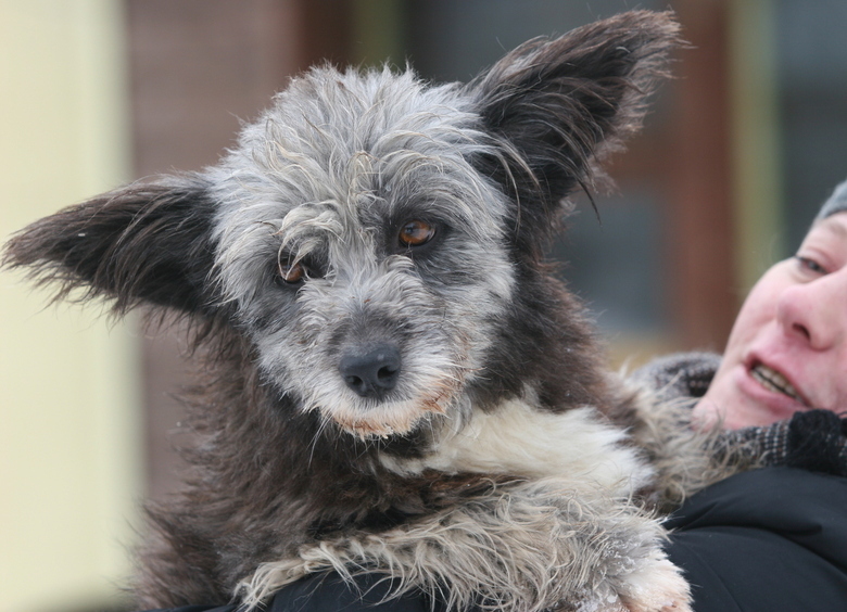 Изображение На месте смертельного ДТП нашли собаку, но погибшим она не принадлежала