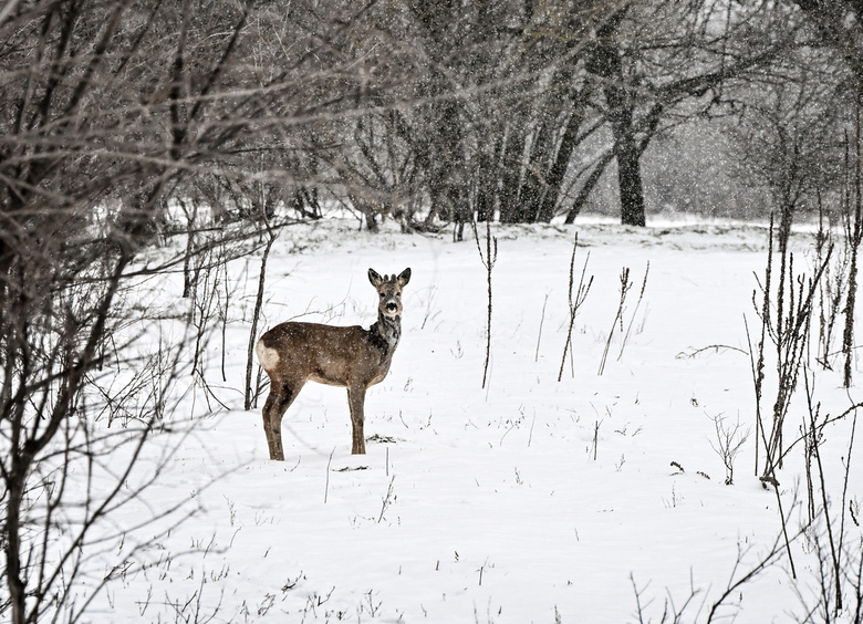 Изображение За незаконную охоту на косулю у сибиряка конфисковали Renault Duster