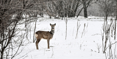 Фото: Dmytro Smolienko/globallookpress.com