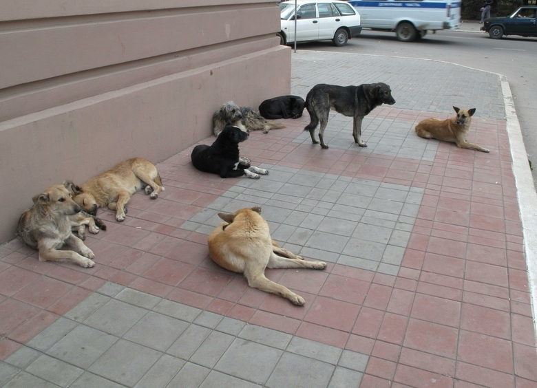 Изображение В Ессентуках неизвестные попытались сжечь машину службы отлова бродячих собак